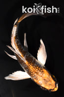 5.25" BENI GINGA BUTTERFLY