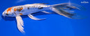 9" HEISEI NISHIKI BUTTERFLY
