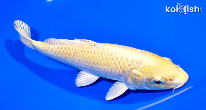 7.75" YAMABUKI OGON