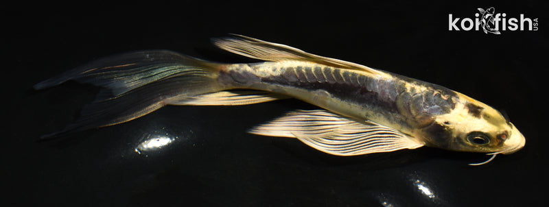 7" ARAGOKE KIN KIKOKURYU BUTTERFLY