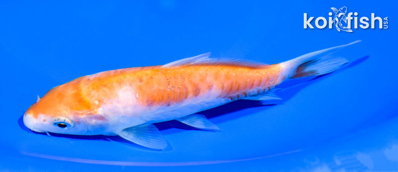 5.5" ARAGOKE KOHAKU