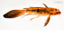 8.75" ORENJI MATSUBA BUTTERFLY