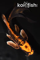 8.5" BENI KIKOKURYU BUTTERFLY