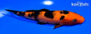 6" ORENJI BEKKO