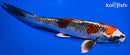 7.75" KUJAKU