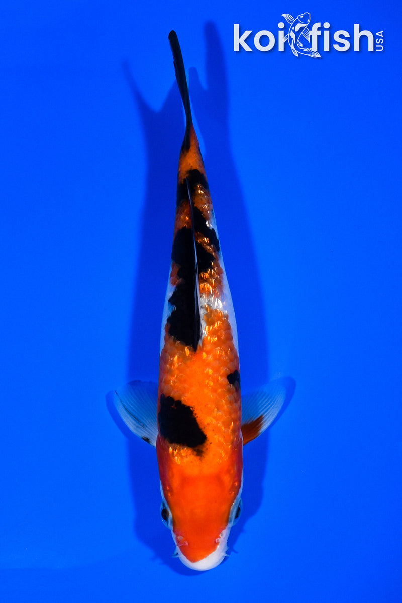 5.75" GINRIN SANKE