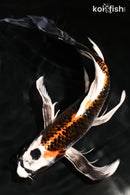 9.5" BENI GINGA BUTTERFLY