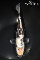 10.25" GINRIN SHIRO UTSURI