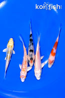 PACK OF (5) 3.75-4.25" STANDARD KOI