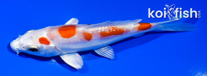 4.5" GINRIN KIKUSUI