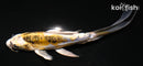 5.5" KIN KIKOKURYU BUTTERFLY