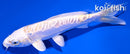 5.75" DOITSU HARIWAKE