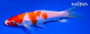 6.75" KOHAKU