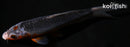 6.5" ASAGI