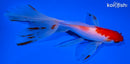 5.5" SARASA WATOANI GOLDFISH