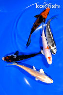 PACK OF (5) 4-4.5" MIXED STANDARD KOI