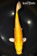 11.5" DOITSU YAMABUKI OGON