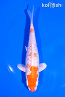 5.5" HARIWAKE