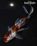 8.25" SHUBUNKI9N GOLDFISH