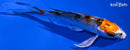 4.25" YAMATO NISHIKI BUTTERFLY