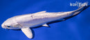 6.5" DOITSU PLATINUM OGON