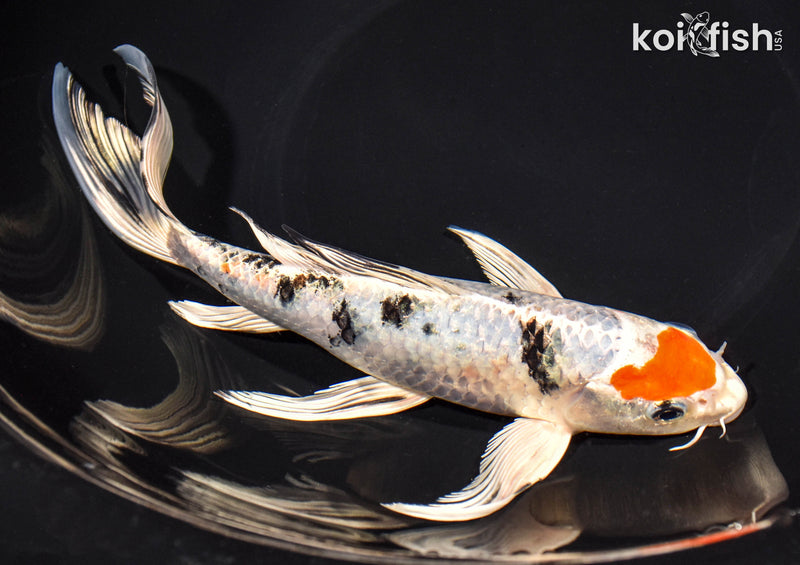 Black Koi Fish for Sale | Koi Fish USA – Page 20