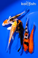 PACK OF (5) 4-5" STANDARD KOI