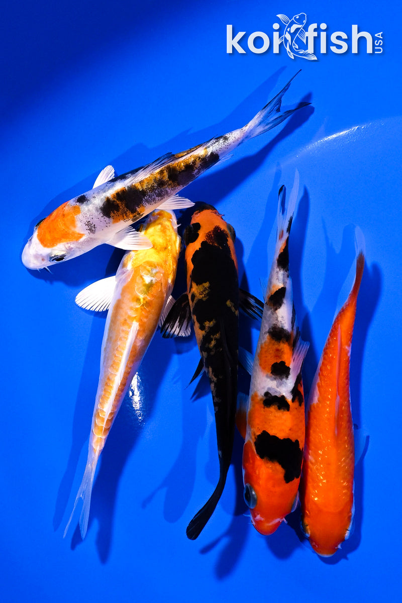 PACK OF (5) 4-5" STANDARD KOI