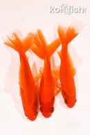 PACK OF (3) 4.25-4.5" WAKIN GOLDFISH
