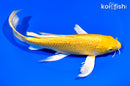 9.25" YAMABUKI OGON BUTTERFLY