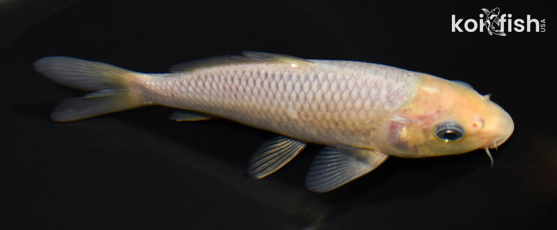 6.5" SORAGOI