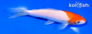 6" KOHAKU