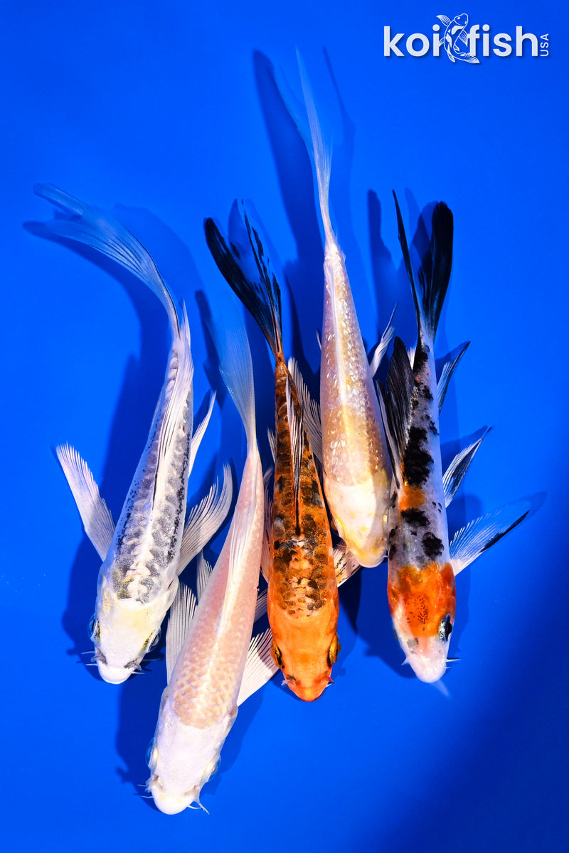 PACK OF (5) 4-5" BUTTERFLY KOI