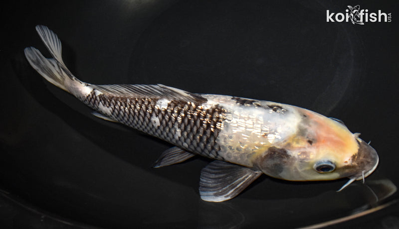 10.25" GINRIN SHIRO UTSURI