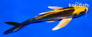 5" KIN ORENJI MATSUBA BUTTERFLY