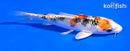 5" YAMATO NISHIKI