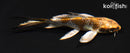 5.25" BENI GINGA BUTTERFLY