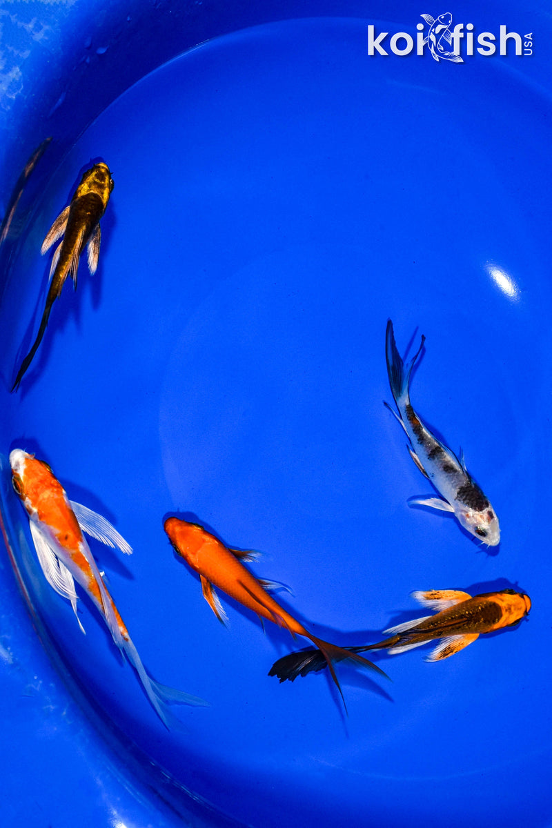 PACK OF (5) 3-4" BUTTERFLY KOI