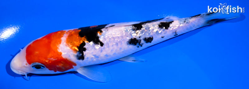 6.5" GINRIN SANKE