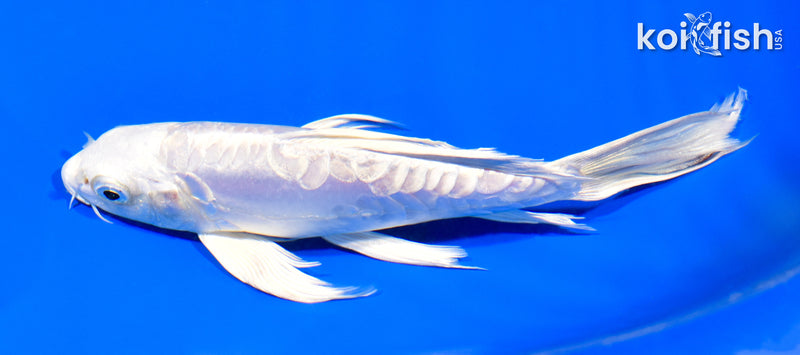 6.5" ARAGOKE PLATINUM OGON BUTTERFLY