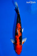 14.5" BENI MATSUKAWABAKE