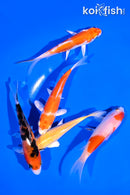 PACK OF (5) 4-5" STANDARD KOI