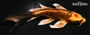 6" DOITSU ORENJI MATSUBA BUTTERFLY