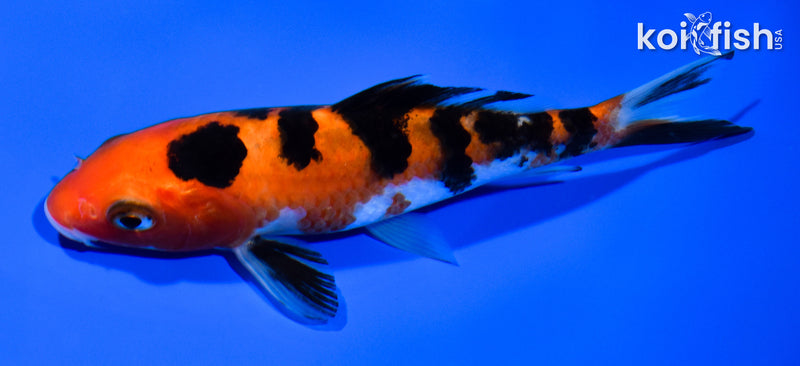 5.75" AKA SANKE