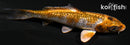 4.25" GINRIN METALLIC OCHIBA SHIGURE