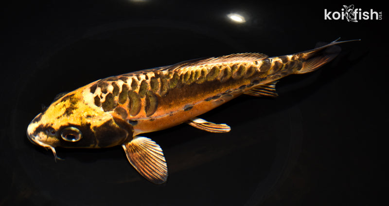 7.5" ARAGOKE BENI KIKOKURYU