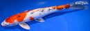 12.5" KUCHIBENI YAMATO NISHIKI