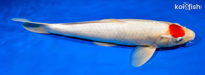 15.75" TANCHO KOHAKU