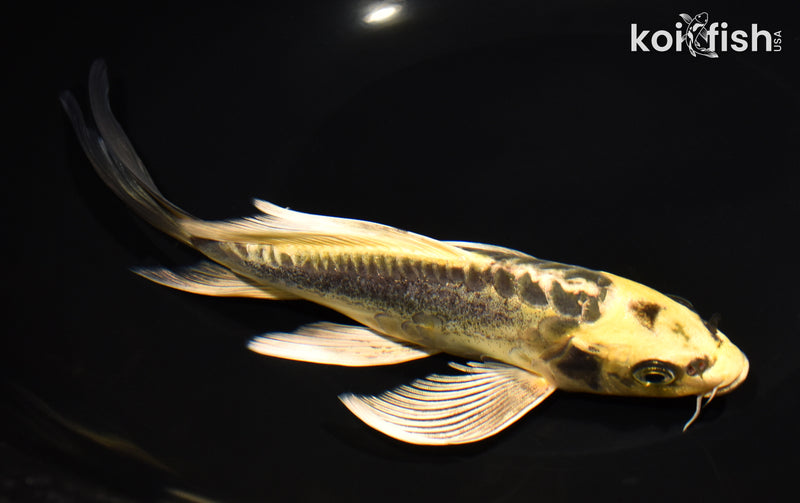 8" ARAGOKE KIN KIKOKURYU BUTTERFLY