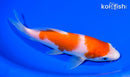 7.25" KOHAKU